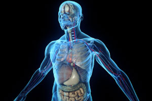 Anatomy and Physiology 